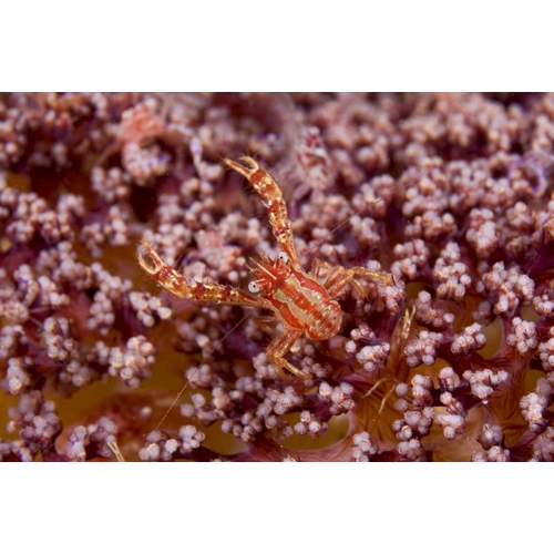 Indonesia, Pantar Island  Small crab on coral